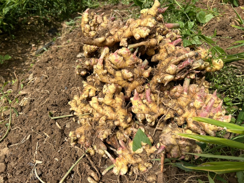 一位农户正在手工清洗刚采收的小黄姜,水盆中可见泥沙分离,桌面上摆放着已清理干净的姜块、切片刀具和晾晒竹匾,背景为山区农家院落,体现传统农产品初加工的真实场景 小黄姜加工过程展示