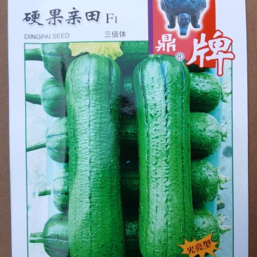 丝瓜种子硬果亲田鼎牌新型三倍体杂交种增产一倍