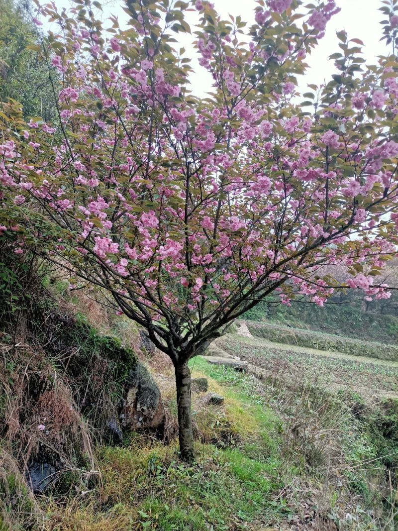 早樱，6-40公分，产地直发，保质保量，欢迎老板前来选购