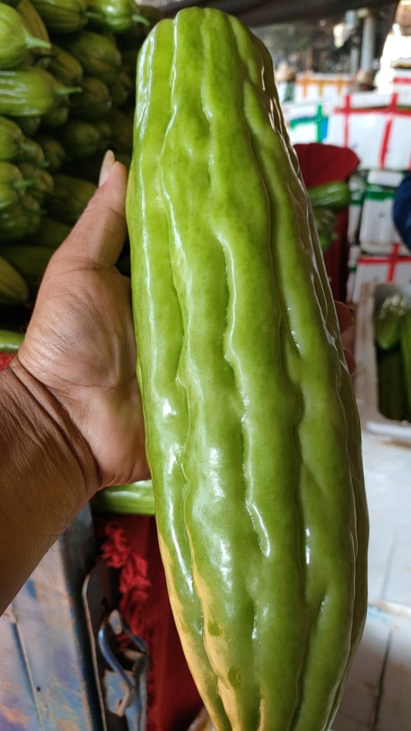 青皮油苦瓜