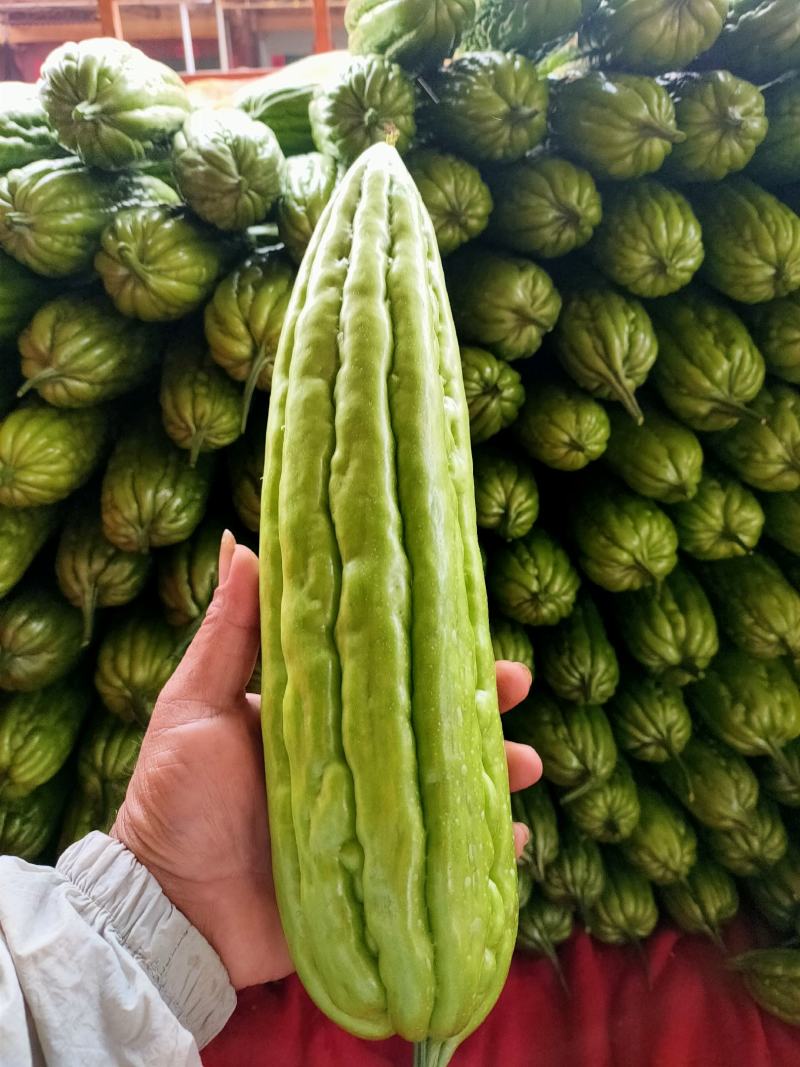 青皮油苦瓜