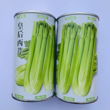 皇后西芹种子品种纤维少大田种植品种种子