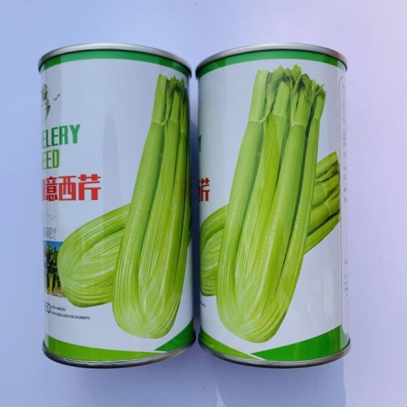 皇后西芹种子品种纤维少大田种植品种种子