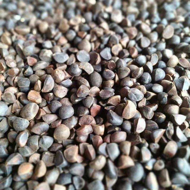 油茶籽茶籽茶油三角籽越南进口