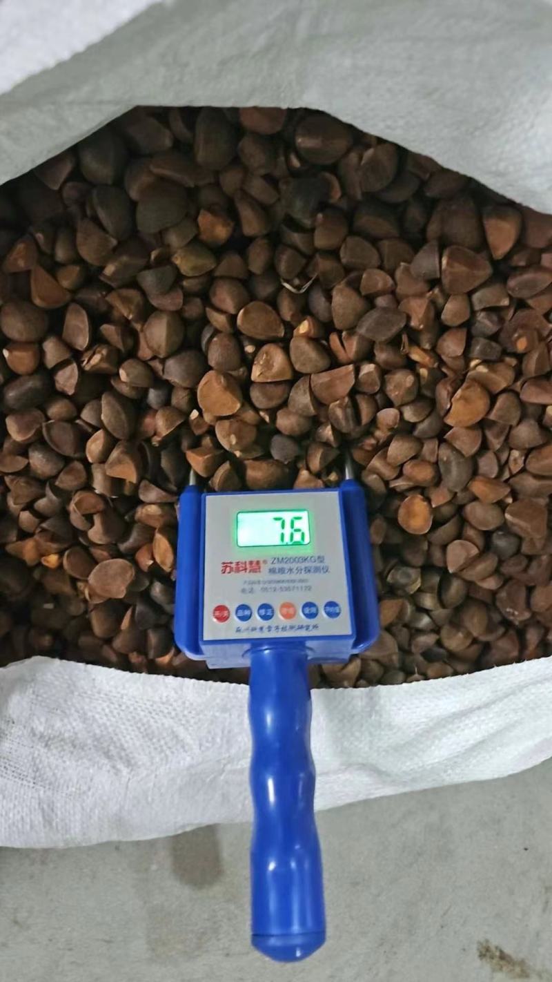 油茶籽茶籽茶油三角籽越南进口