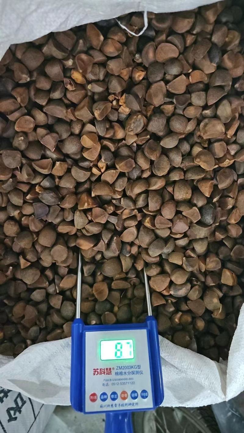 油茶籽茶籽茶油三角籽越南进口