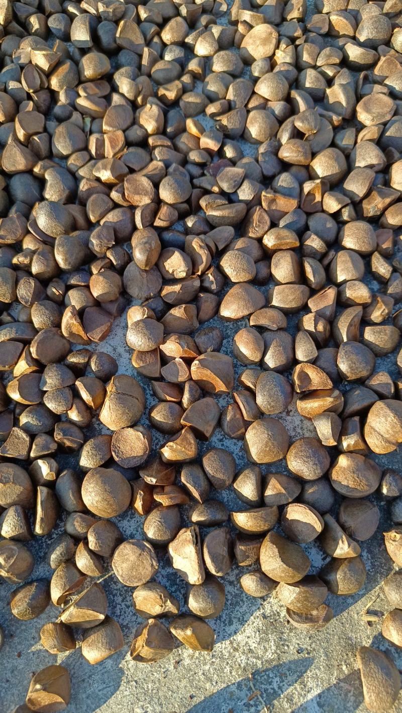 油茶籽茶籽茶油三角籽越南进口