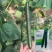 黄瓜种子油亮型品种津靓A4青瓤品种大田种植品种籽