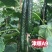 黄瓜种子油亮型品种津靓A4青瓤品种大田种植品种籽