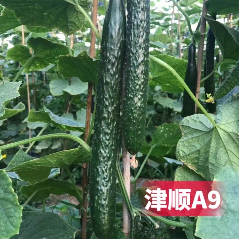 黄瓜种子油亮型品种津靓A4青瓤品种大田种植品种籽