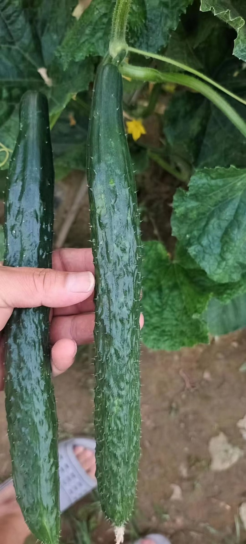 黄瓜种子油亮型品种津靓A4青瓤品种大田种植品种籽