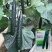 黄瓜种子油亮型品种津靓A4青瓤品种大田种植品种籽