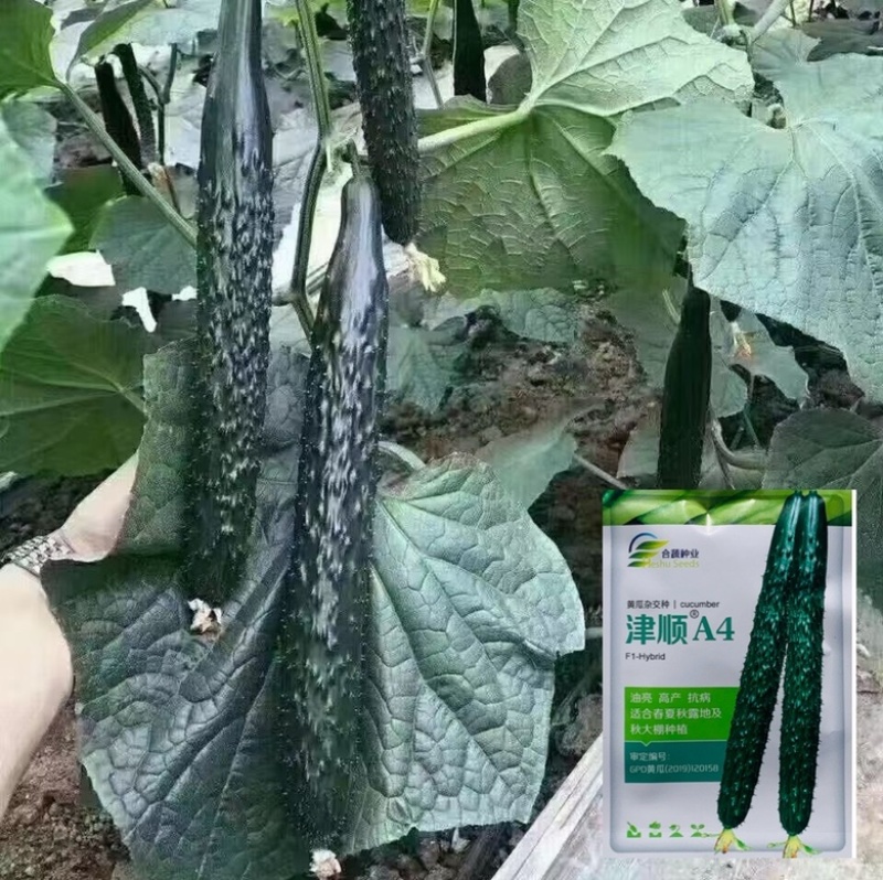 黄瓜种子油亮型品种津靓A4青瓤品种大田种植品种籽