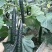 黄瓜种子油亮型品种津靓A4青瓤品种大田种植品种籽