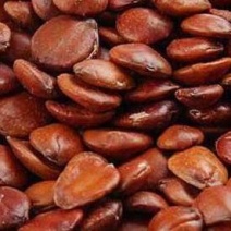 枣仁酸枣仁理枣仁