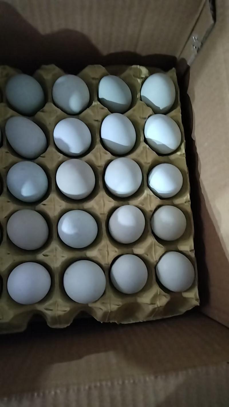 绿壳乌鸡蛋
