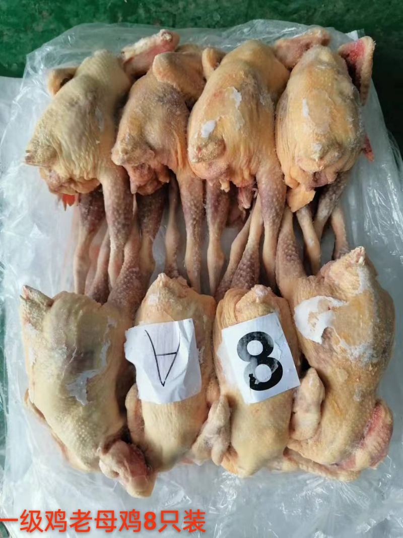 【全净堂干货老母鸡7、8、9、10、11只装】规格齐全