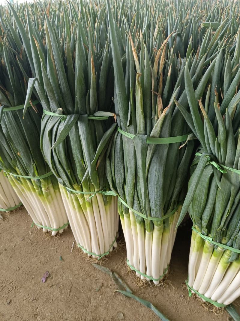 净葱加工质量好价格合适欢迎各位客商光临选购