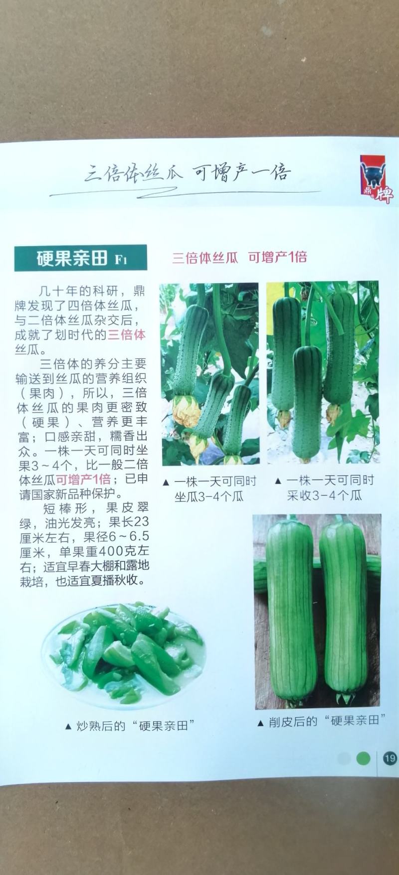 丝瓜种子硬果亲田鼎牌新型三倍体杂交种增产一倍