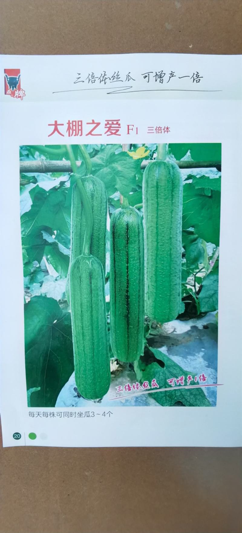 丝瓜种子硬果亲田鼎牌新型三倍体杂交种增产一倍