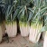 大葱净葱大量供应质优价廉欢迎各位客商光临