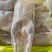 山东全鸭北方俗称雁鹅全净膛半净膛都有肉质鲜美货源充足
