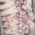 带腱后腿骨