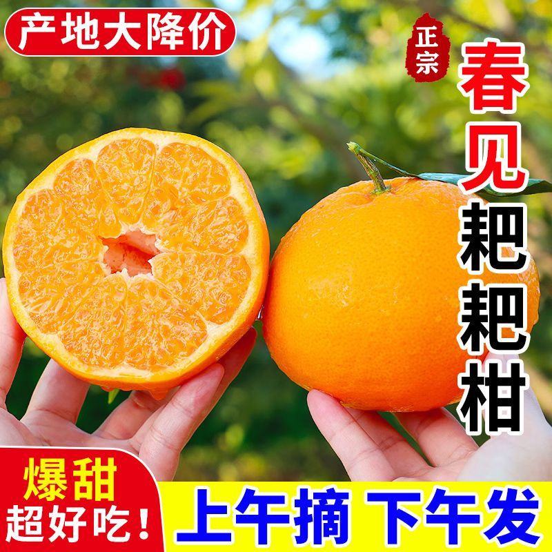 四川春见柑橘耙耙柑大量上市，对接各大市场。