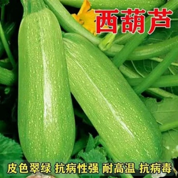 优质西葫芦绿皮西葫芦产地现摘对接电商市场团购可代发全国各