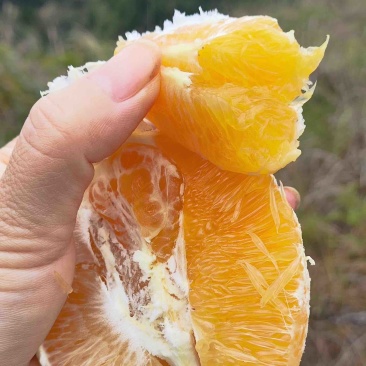 赣南脐橙一件代发