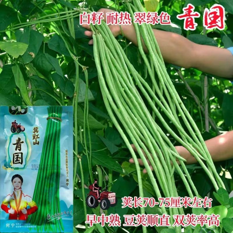 长豇豆种子