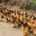 祝氏苗三黄阉鸡，150-200天，羽毛漂亮，长期有货