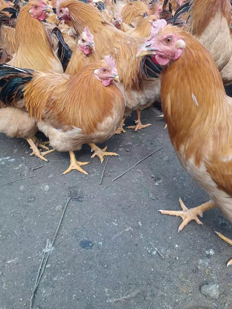祝氏苗三黄阉鸡，150-200天，羽毛漂亮，长期有货