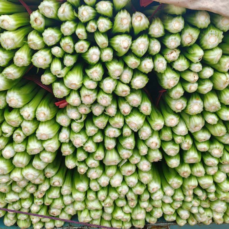 西芹山芹皇后芹菜承接商超社团供货代收代发代加工