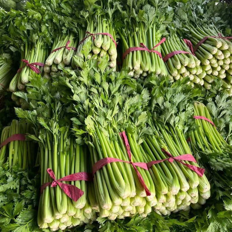 西芹山芹皇后芹菜承接商超社团供货代收代发代加工