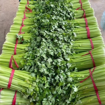 西芹山芹皇后芹菜承接商超社团供货代收代发代加工