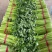 西芹山芹皇后芹菜承接商超社团供货代收代发代加工