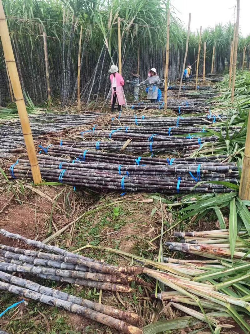 【实力】云南黑皮甘蔗，产地一手货源，供应全国