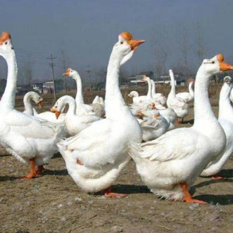 【热卖】狮头鹅苗特大种白狮头鹅苗包疫苗提供技术