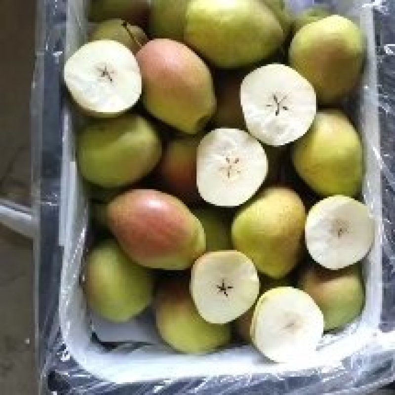 山西临猗红香酥梨大量供应中，欢迎有需要的前来选购