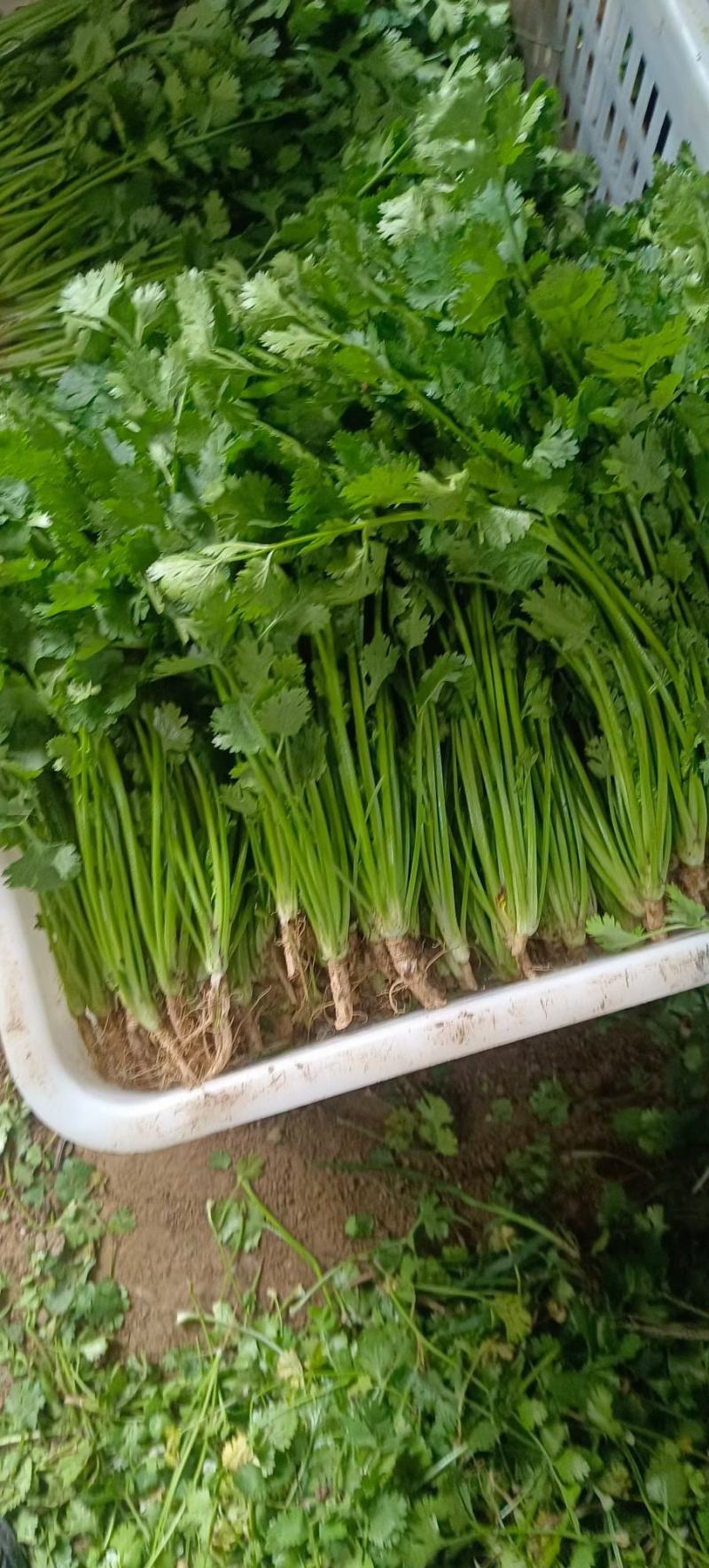 大叶香菜小叶香菜铁杆菜规格齐全按需加工代收代发