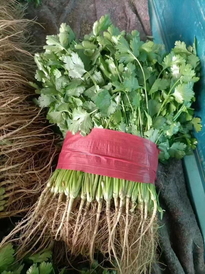 大叶香菜小叶香菜铁杆菜规格齐全按需加工代收代发