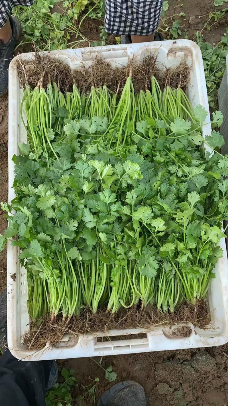 大叶香菜小叶香菜铁杆菜规格齐全按需加工代收代发
