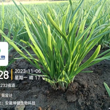 无农残韭菜
