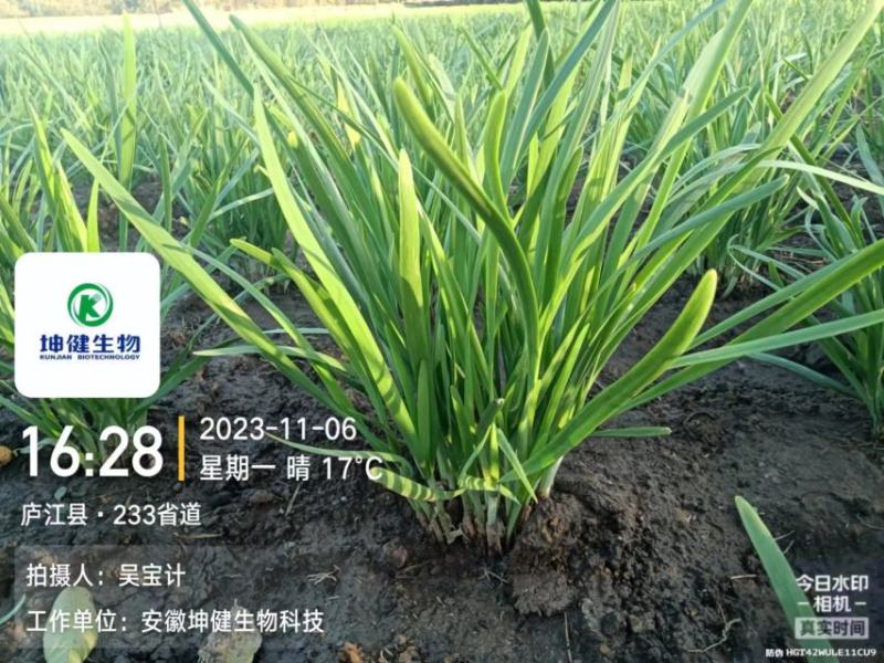 无农残韭菜