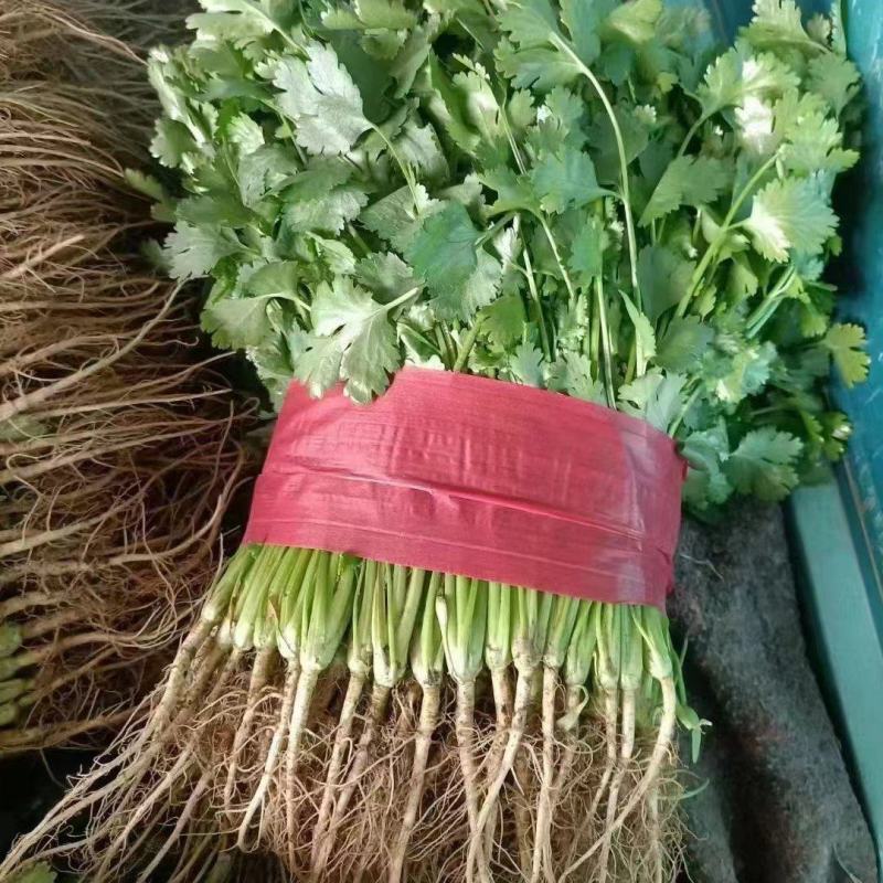 大叶香菜小叶香菜铁杆菜规格齐全按需加工代收代发