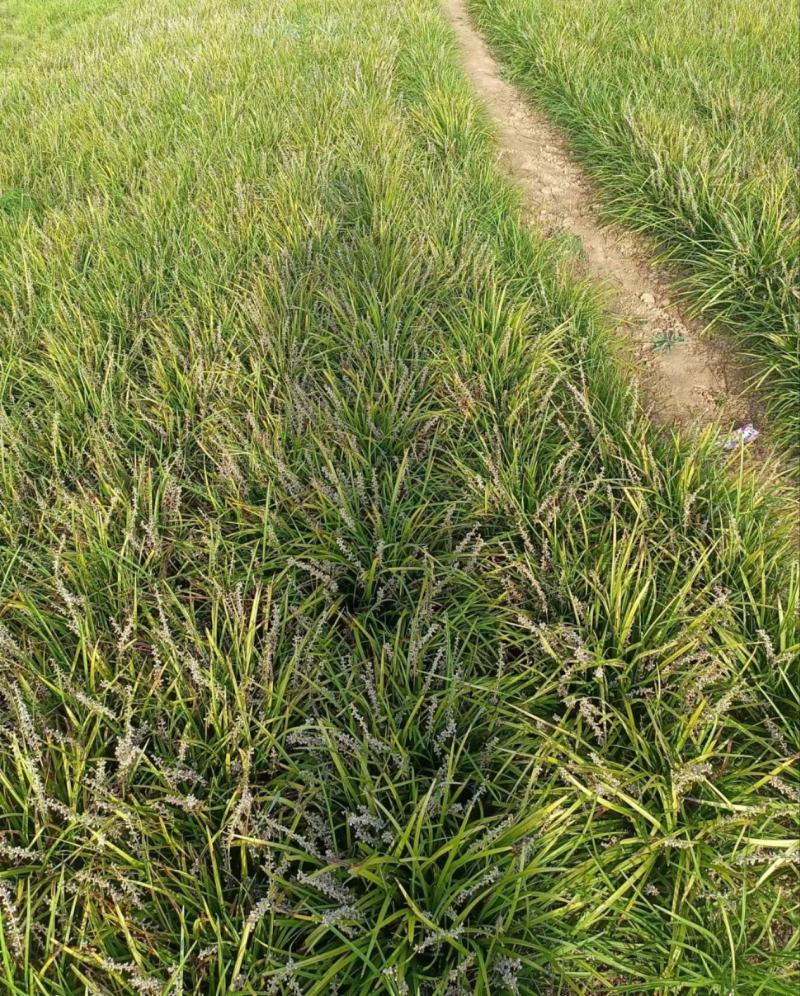麦冬草，绿化苗木地草坪，货源充足，欢迎实地考察选购