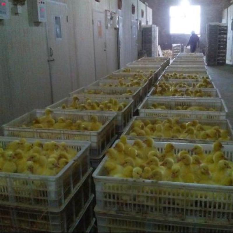 【优选商家】白狮头鹅苗大种鹅苗长势快疫苗齐全可回收