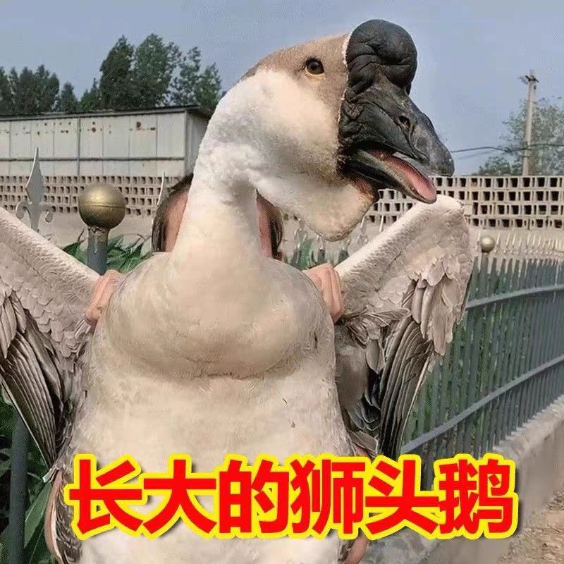 【优选商家】白狮头鹅苗大种鹅苗长势快疫苗齐全可回收