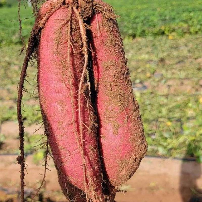 西瓜红蜜薯